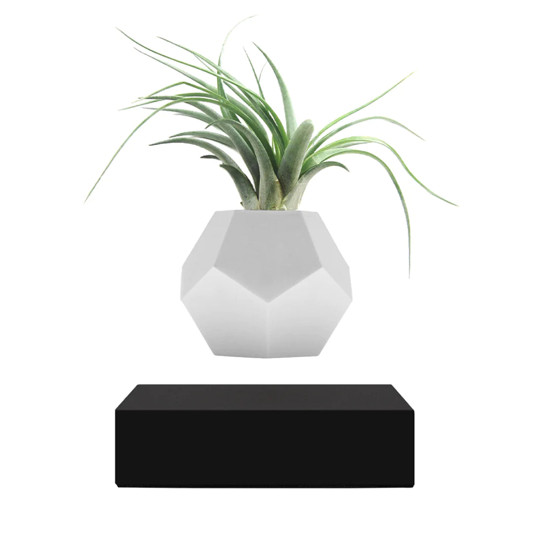 Flyte Lyfe Planter Saksı - Siyah - Eklektik House